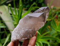 Natural Smokey Quartz Crystals x 6 From Mulanje , Malawi