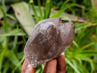 Natural Smokey Quartz Crystals x 6 From Mulanje , Malawi