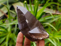 Natural Smokey Quartz Crystals x 6 From Mulanje , Malawi
