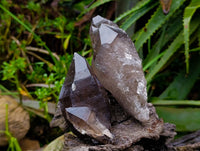 Natural Smokey Quartz Crystals x 6 From Mulanje , Malawi