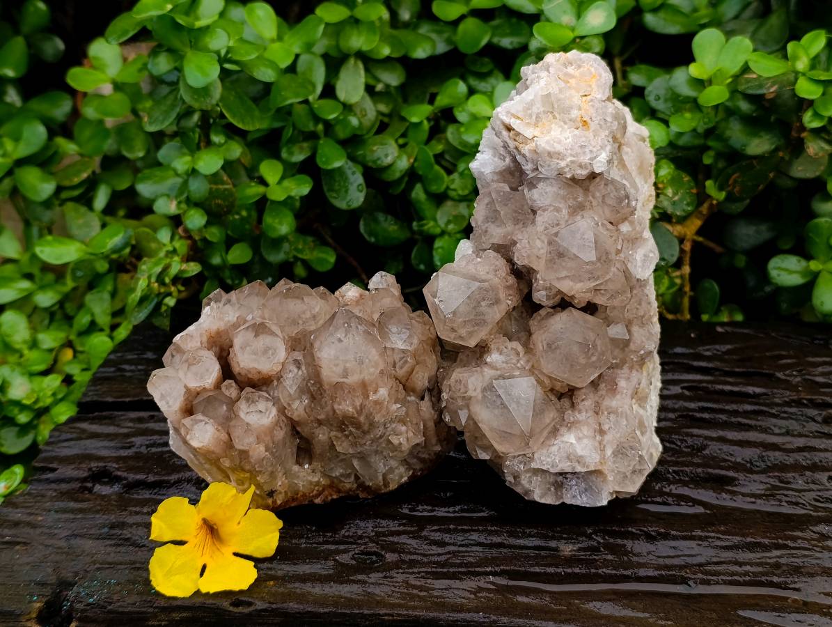 Natural Smokey Phantom Quartz Clusters x 2 From Luena, Congo - Toprock Gemstones and Minerals 