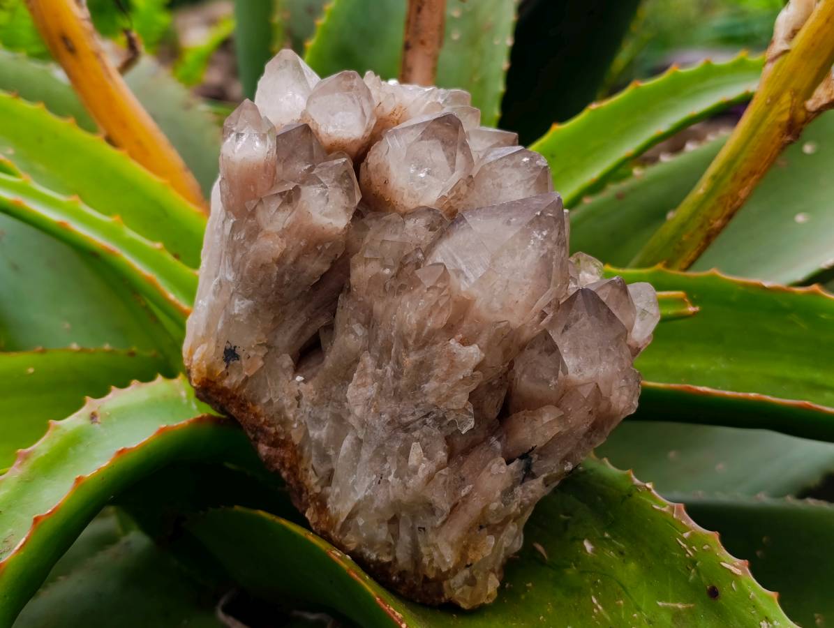 Natural Smokey Phantom Quartz Clusters x 2 From Luena, Congo - Toprock Gemstones and Minerals 