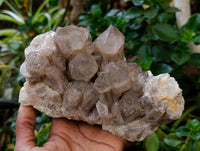 Natural Smokey Phantom Quartz Clusters x 2 From Luena, Congo