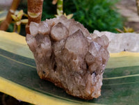 Natural Smokey Phantom Quartz Clusters x 2 From Luena, Congo