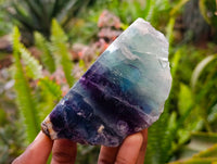 Polished On One Side Watermelon Fluorite x 6 From Uis, Namibia