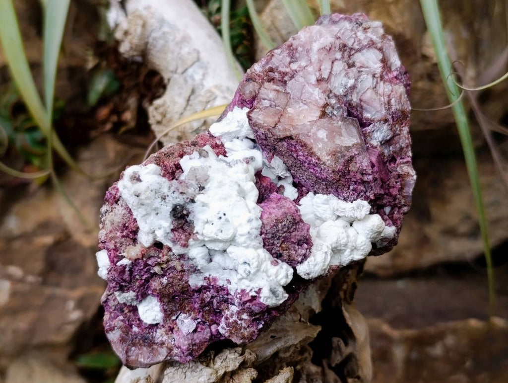 Natural Large Salrose Cobaltion Dolomite with Malachite Spheroids  x 2 From Kakanda, Congo - Toprock Gemstones and Minerals 