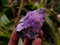 Natural Stichtite Cobbed Specimens x 35 From Barberton, South Africa
