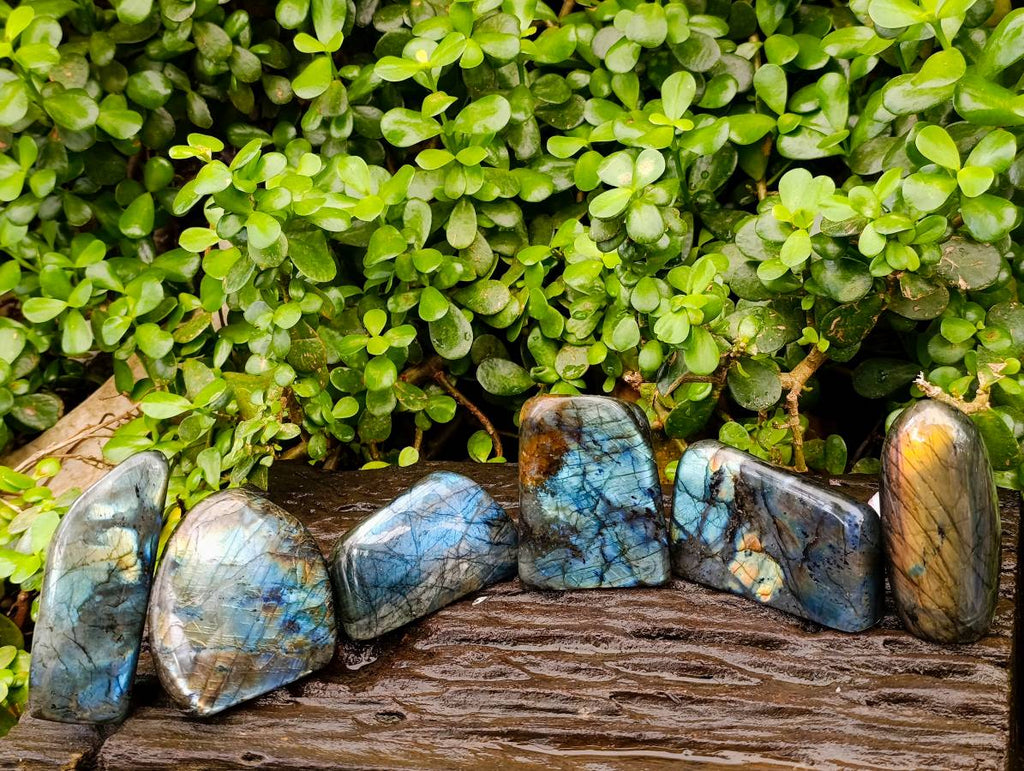Polished Labradorite Standing Free Forms x 6 From Tulear, Madagascar - Toprock Gemstones and Minerals 