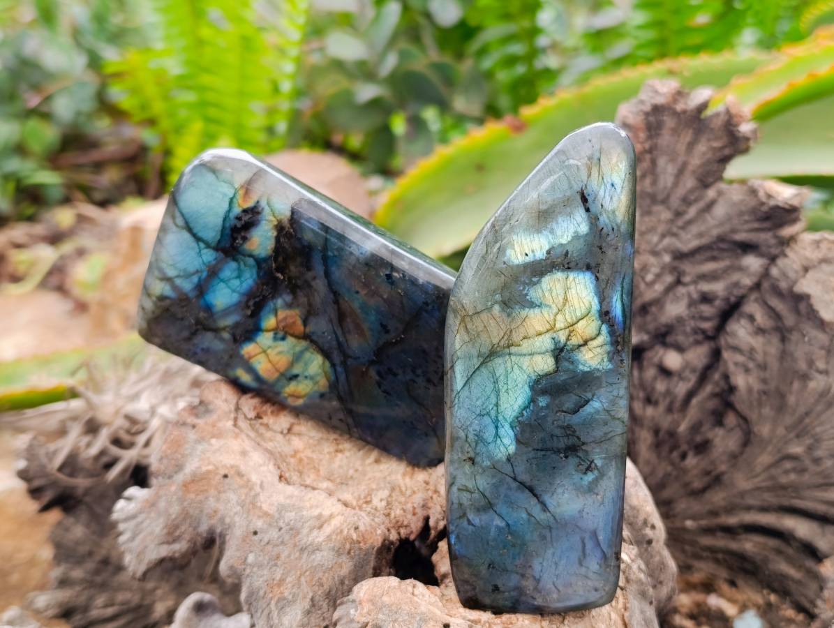 Polished Labradorite Standing Free Forms x 6 From Tulear, Madagascar - Toprock Gemstones and Minerals 