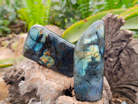 Polished Labradorite Standing Free Forms x 6 From Tulear, Madagascar