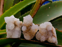 Natural White Spirit Quartz Crystals x 35 From Boekenhouthoek, South Africa