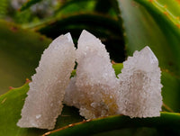Natural White Spirit Quartz Crystals x 35 From Boekenhouthoek, South Africa