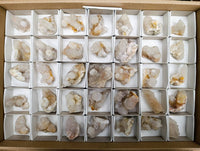Natural White Spirit Quartz Crystals x 35 From Boekenhouthoek, South Africa