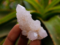 Natural White Spirit Quartz Crystals x 35 From Boekenhouthoek, South Africa