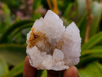 Natural White Spirit Quartz Crystals x 35 From Boekenhouthoek, South Africa
