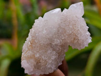 Natural White Spirit Quartz Crystals x 35 From Boekenhouthoek, South Africa