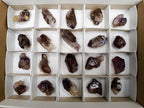 Natural Window Amethyst Crystals x 20 From Chiredzi, Zimbabwe - Toprock Gemstones and Minerals 