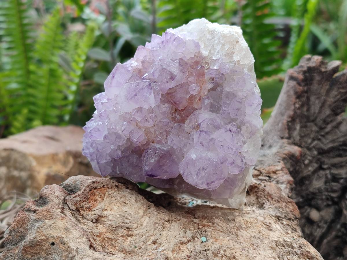 Natural Sunburst Amethyst  Spirit Quartz Clusters x 3 From Boekenhouthoek, South Africa - Toprock Gemstones and Minerals 