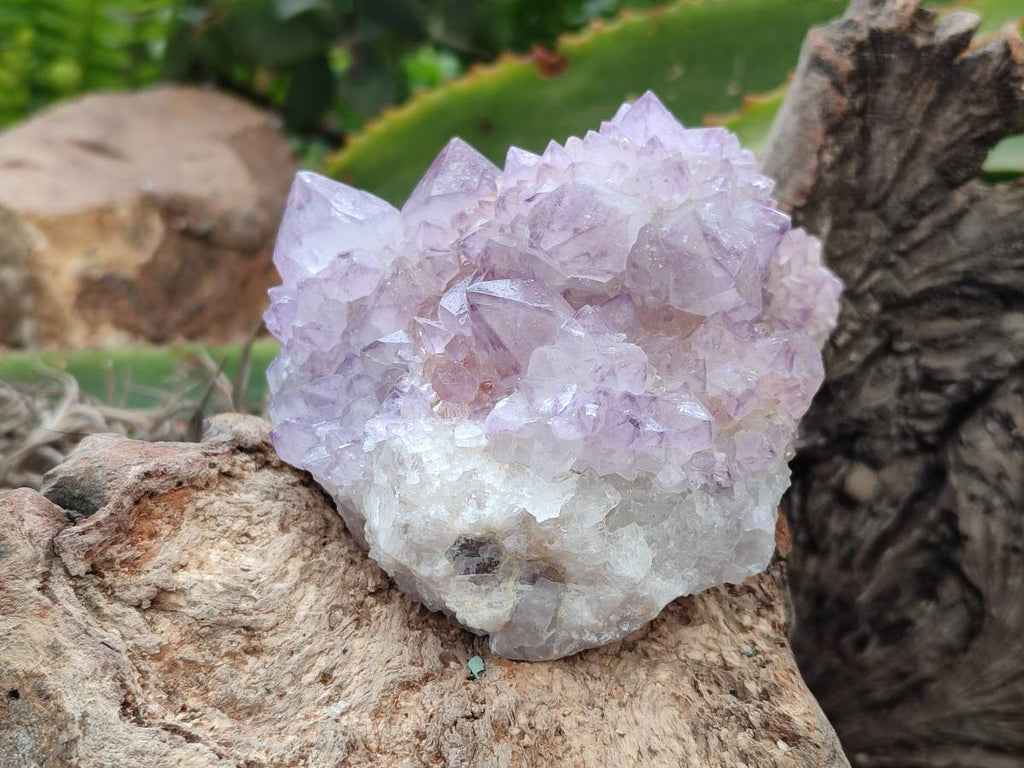 Natural Sunburst Amethyst  Spirit Quartz Clusters x 3 From Boekenhouthoek, South Africa - Toprock Gemstones and Minerals 
