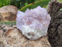 Natural Sunburst Amethyst  Spirit Quartz Clusters x 3 From Boekenhouthoek, South Africa