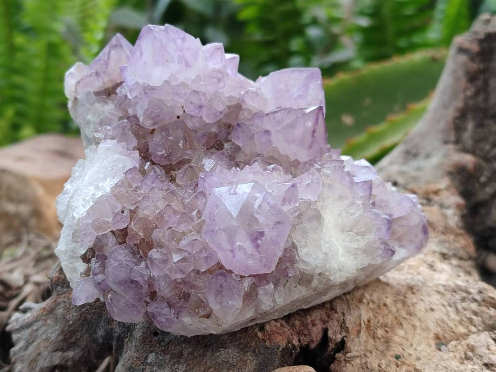 Natural Sunburst Amethyst  Spirit Quartz Clusters x 3 From Boekenhouthoek, South Africa - Toprock Gemstones and Minerals 