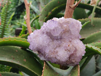 Natural Sunburst Amethyst  Spirit Quartz Clusters x 3 From Boekenhouthoek, South Africa
