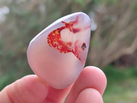 Polished Red Sashe River Agate Free Forms x 23 From Sashe River, Zimbabwe