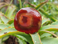 Polished Carnelian Agate Gemstone Galets x 20 From Madagascar
