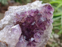 Natural Zululand Amethyst Geodes x 12 from Jozini, South Africa