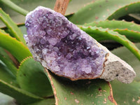 Natural Zululand Amethyst Geodes x 12 from Jozini, South Africa