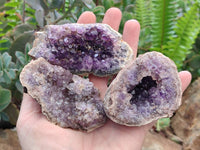 Natural Zululand Amethyst Geodes x 12 from Jozini, South Africa