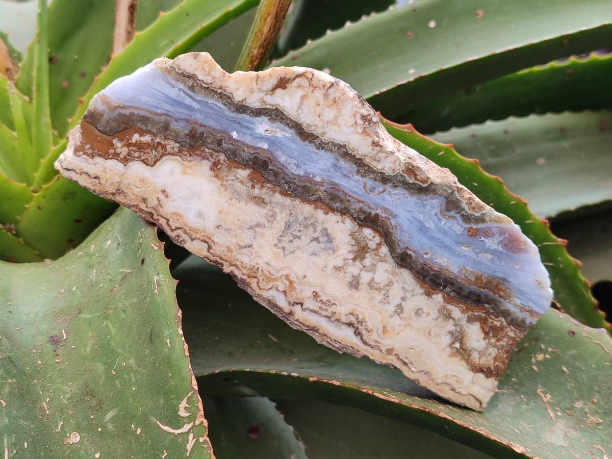 Polished On One Side Blue Lace Agate with Crazy Lace Slices X 3 From Namibia - Toprock Gemstones and Minerals 