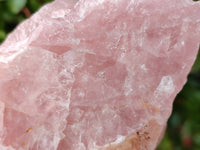 Natural Cobbed Rose Quartz Specimens x 4 From Northern Cape, South Africa