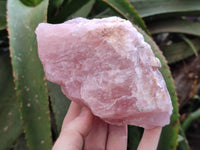 Natural Cobbed Rose Quartz Specimens x 4 From Northern Cape, South Africa