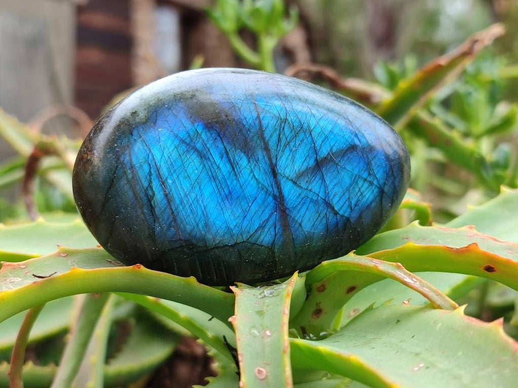 Polished Labradorite Galets x 12 From Tulear, Madagascar - Toprock Gemstones and Minerals 