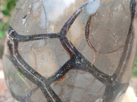 Polished Septerye Sauvage "Dragons Egg" Geode x 1 From Mahajanga, Madagascar