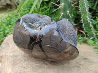 Polished Septerye Sauvage "Dragons Egg" Geode x 1 From Mahajanga, Madagascar