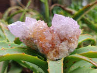 Natural Ametrine Spirit Quartz Clusters x 12 From Boekenhouthoek, South Africa