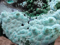 Natural Malachite Malacolla Botryoidal Chrysocolla Specimens x 2 From Kulukuluku, Congo