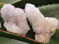 Natural White Spirit Quartz Crystals x 35 From Boekenhouthoek, South Africa