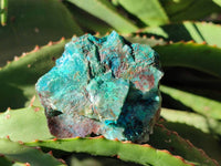 Natural Cobbed Shattuckite, Chrysocolla Specimens x 9 From Koakoveld, Namibia