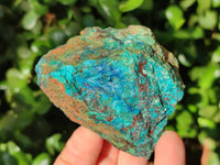 Natural Cobbed Shattuckite, Chrysocolla Specimens x 9 From Koakoveld, Namibia