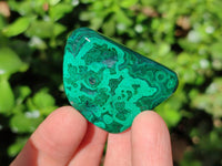 Polished Flower Banded Malachite Free Forms x 35 From Congo