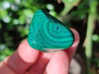 Polished Flower Banded Malachite Free Forms x 35 From Congo
