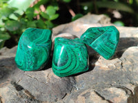 Polished Flower Banded Malachite Free Forms x 35 From Congo
