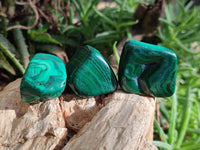 Polished Flower Banded Malachite Free Forms x 35 From Congo