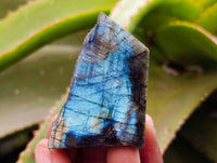 Polished On One Side Labradorite x 35 From Tulear, Madagascar