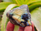Polished On One Side Labradorite x 35 From Tulear, Madagascar - Toprock Gemstones and Minerals 
