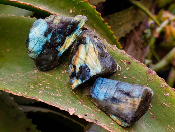 Polished On One Side Labradorite x 35 From Tulear, Madagascar