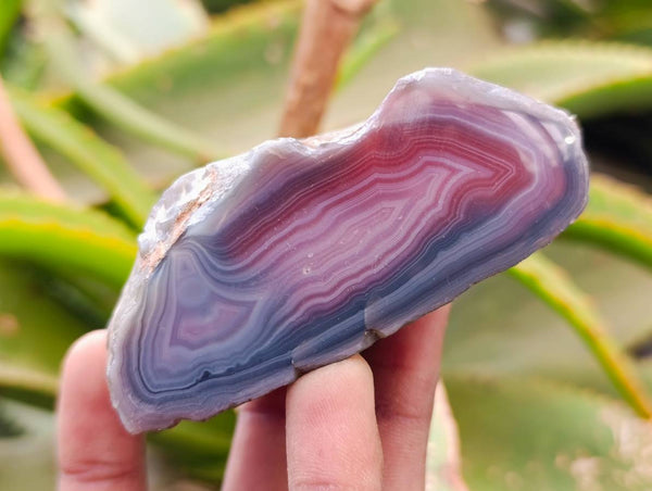 Polished On One Side Sashe River Agate Nodules x 6 From Sashe River, Zimbabwe